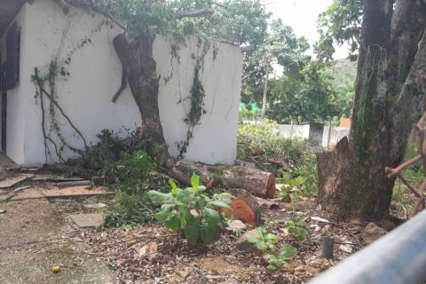 Árvores são cortadas em espaço de horta comunitária de Vitória